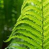 Green fern leaf and summer dream in forest by Heidemuellerin