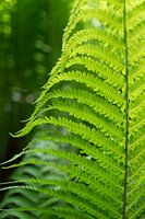 Groen varenblad en zomerdroom in het bos