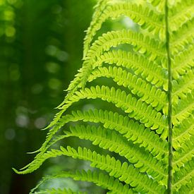 Green fern leaf and summer dream in the forest by Heidemuellerin