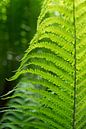 Grünes Farnblatt und Sommertraum im Wald von Heidemuellerin Miniaturansicht