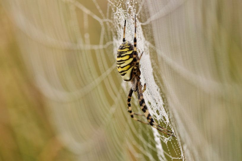 Wespspin van Stefan Wiebing Photography
