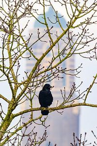 Schwarze Krähe, die in einem Baum vor dem Peperbuser Kirchturm sitzt