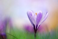 Spring is here by LHJB Photography thumbnail