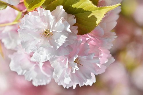 Japanse kersenbloesem