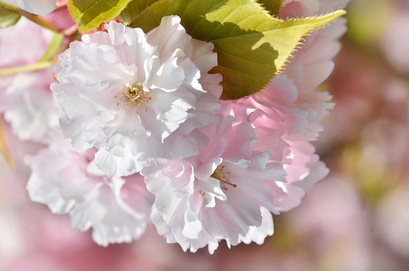 Sakura,Japanese cherry blossom by Violetta Honkisz