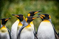 Konings pinguins in een sneeuwbui. van Ron van der Stappen thumbnail