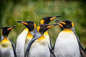 Konings pinguins in een sneeuwbui. van Ron van der Stappen