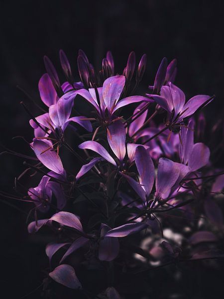 Spider flower by KiM Photo