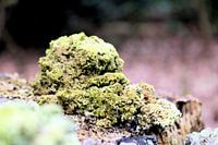 Natur