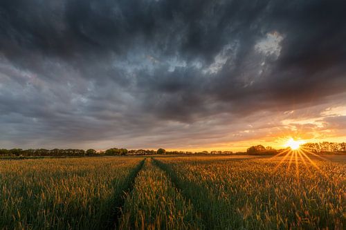 Dreigende wolken boven een graanveld tijdens zonsondergang