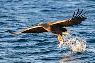 Seeadler fangend einen Fisch in einem Fjord von Sjoerd van der Wal Fotografie Miniaturansicht