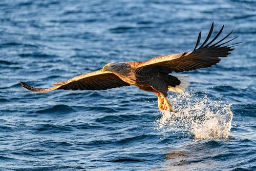 White-tailed eagle or sea eagle catching a fish in a Fjord