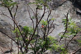 Gimpel von Paul Emons