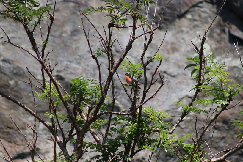 Bullfinch by Paul Emons