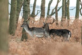 Herten van de AWD by Dirk van Egmond