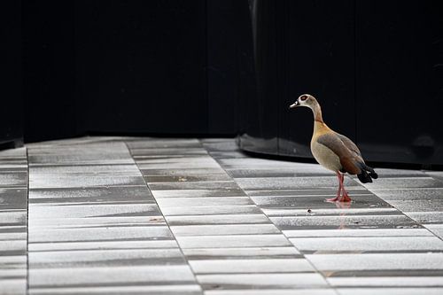 Naar kantoor tijdens de lockdown