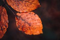Close-up of orange autumn leaves | Nature photography, Breda