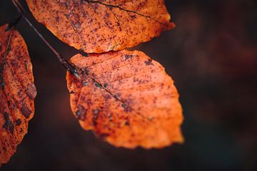 Close-up van oranje herfstbladeren | Natuurfotografie, Breda van Merlijn Arina Photography