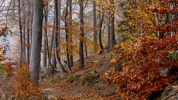 Herfstkleuren van het bos van Roland Brack