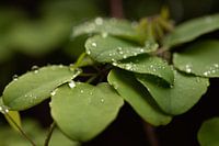 Leaves with drops