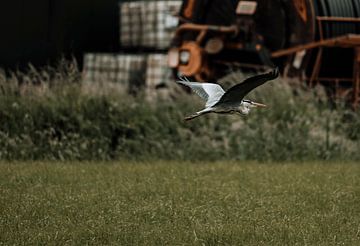De reiger die over het grasland zweeft