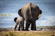 Olifant met jong aan de waterkant van Anneke Hooijer thumbnail