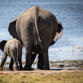 Elephant with young on the waterfront by Anneke Hooijer