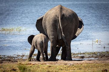 Elephant with young on the waterfront by Anneke Hooijer