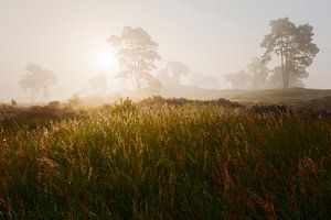 Mistige zonsopkomst Veluwe van Rick Kloekke