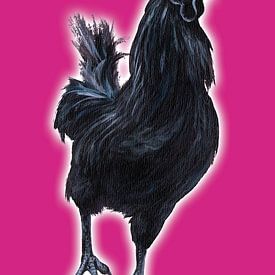 Big Black Cock (grote zwarte haan) von Studio Fantasia