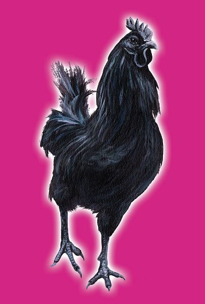 Big Black Cock (grote zwarte haan) van Studio Fantasia