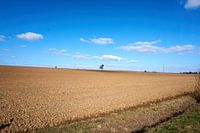 Panoramisch uitzicht op tarwevelden onder blauwe hemel
