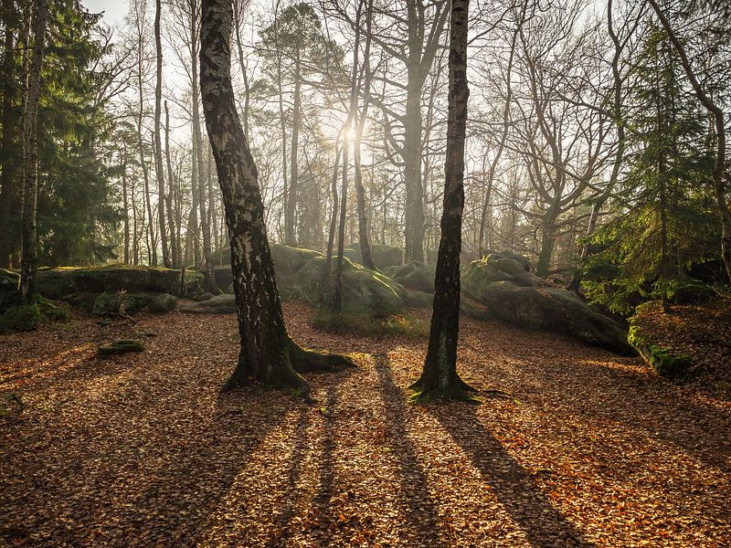Labyrinth, Sächsische Schweiz - Licht und Schatten im Herbstwald von Pixelwerk