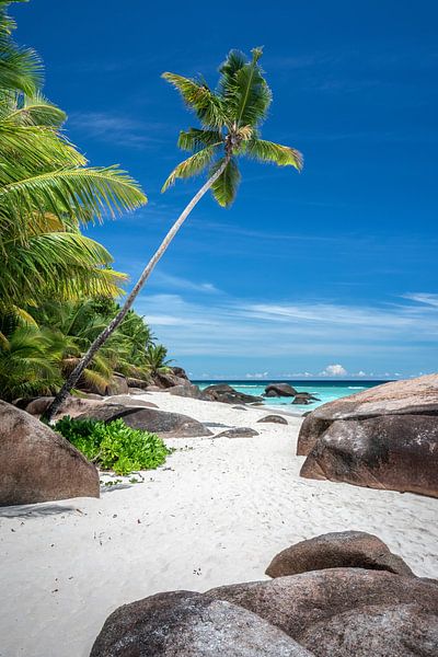 Tropisch strand met palmboom op de Seychellen van Krijn van der Giessen