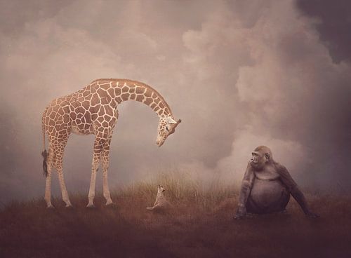The giraffe, the meerkat and the gorilla