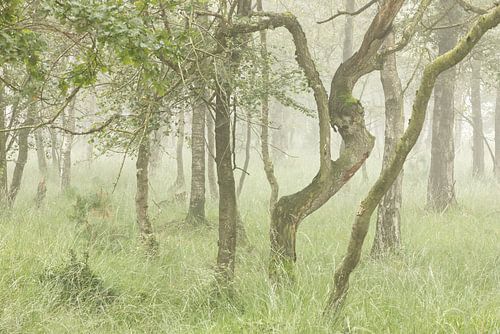 Mistig bomen landschap