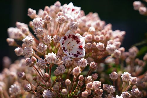 Kleine Blüten ganz groß