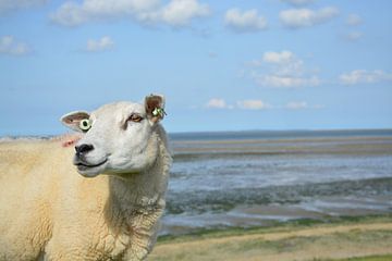 Texels schaap op dijk van Mandy M