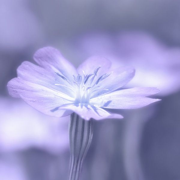 Delicate by Violetta Honkisz