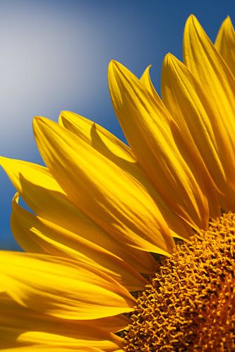 Zonnebloem, lucht en wolk