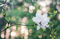 Beverboom (Magnolia soulangeana) van Tamara Witjes thumbnail
