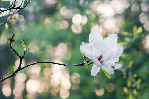 Beverboom (Magnolia soulangeana)