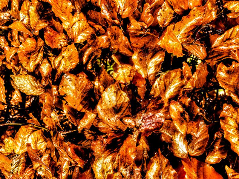 Les feuillus par Truckpowerr