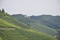Domaine viticole dans la vallée du Rhin par Jeroen Franssen Aperçu