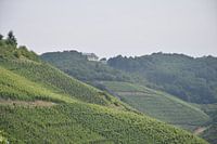 wijnveld in het rheindal