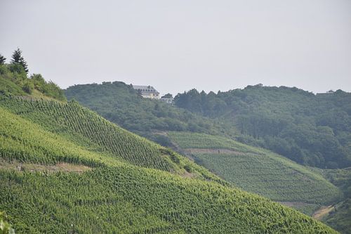 wine field in the Rhine valley