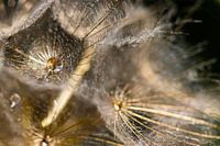Drops on a Morning Star