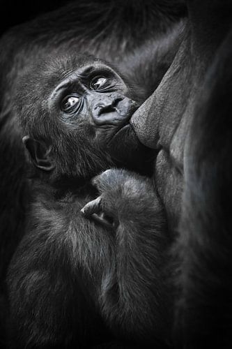 Baby gorilla greedily sucks milk from mother's breast and looks back with concern, dark background