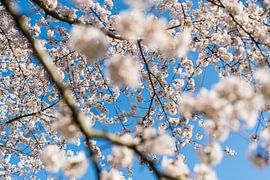 Cherry blossom by Mercury photography