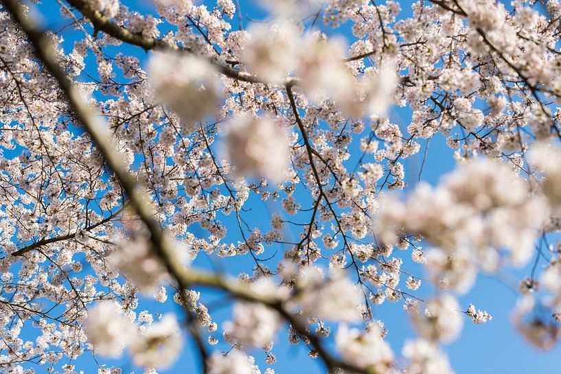 Fleur de cerisier par Mercury photography
